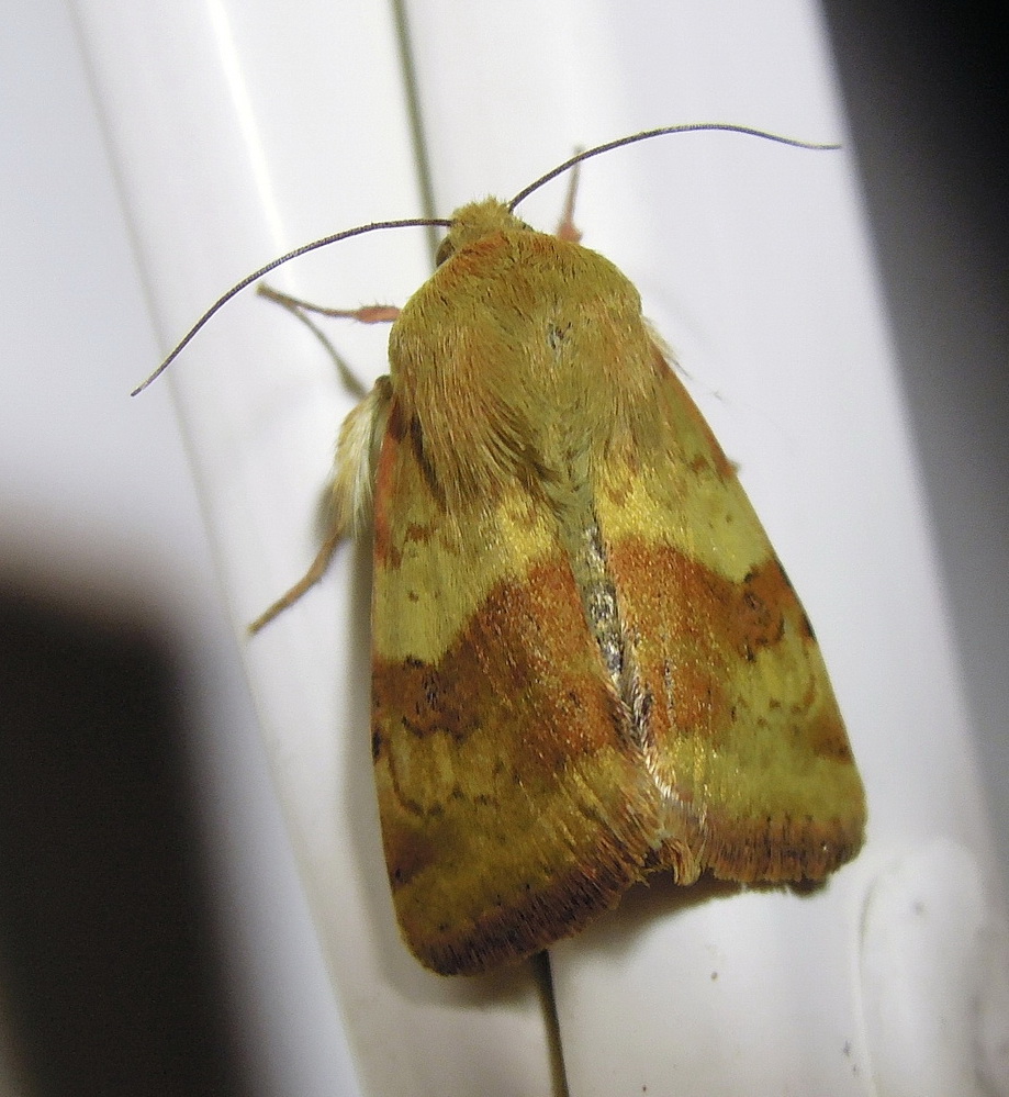 falena da id - Heliothis viriplaca